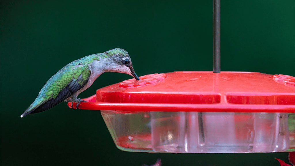 Instruction to Hummingbird Food