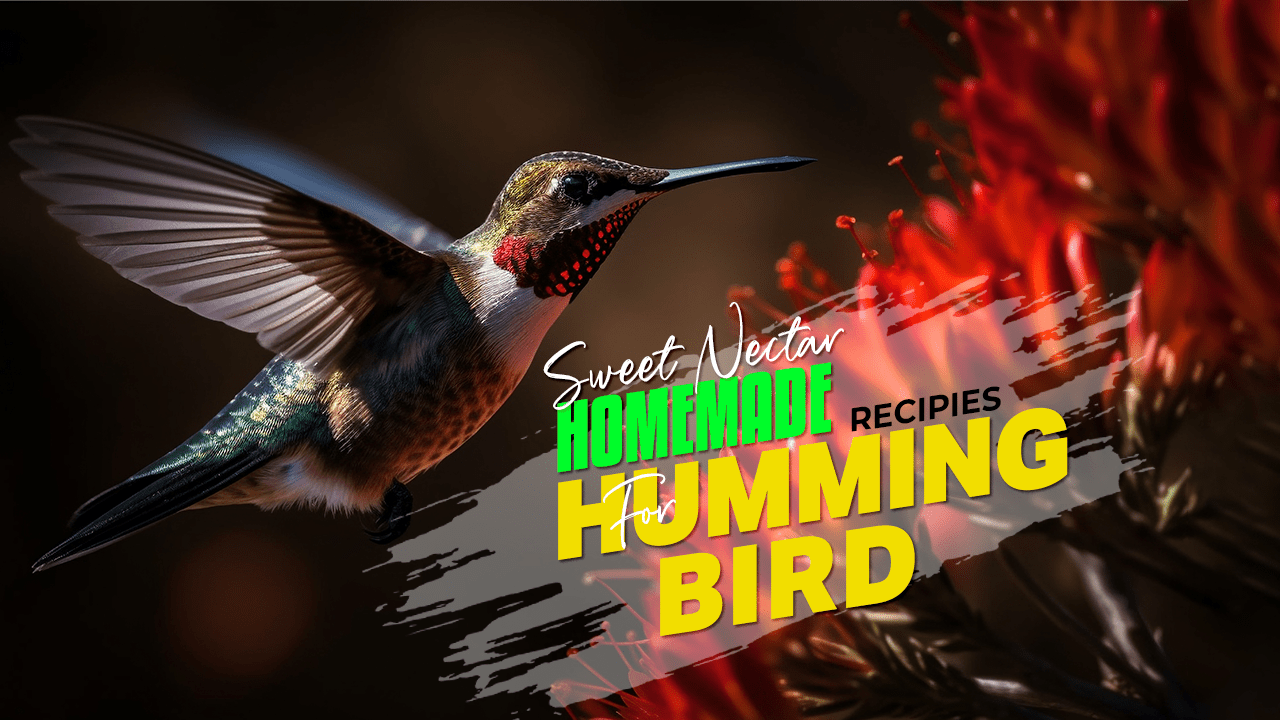Homemade Hummingbird Food