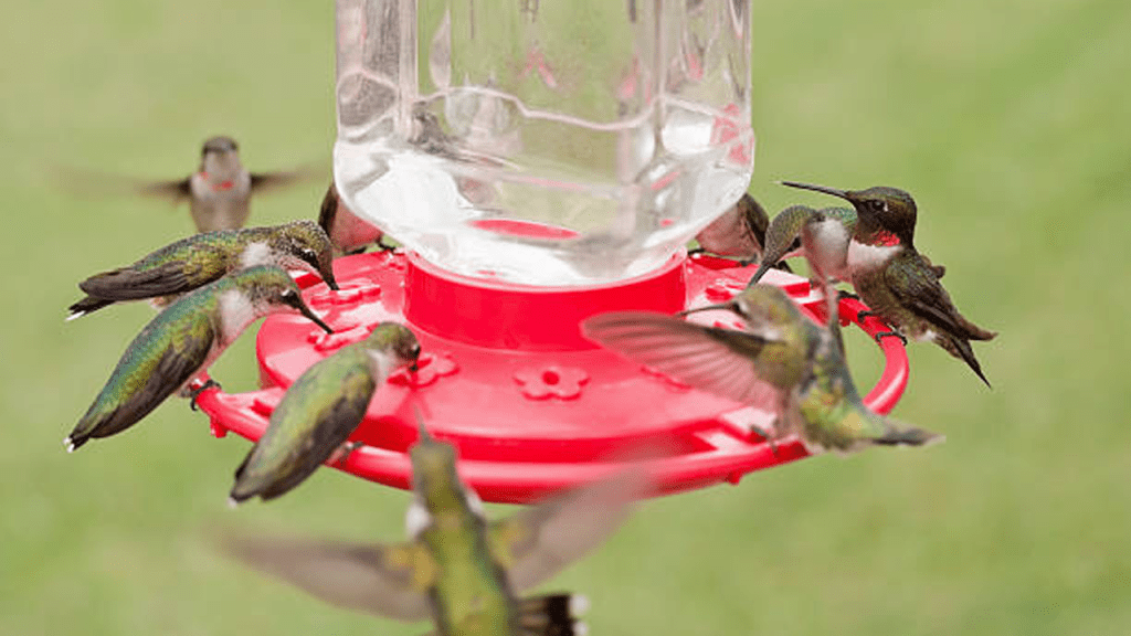 Tips for Hummingbird food