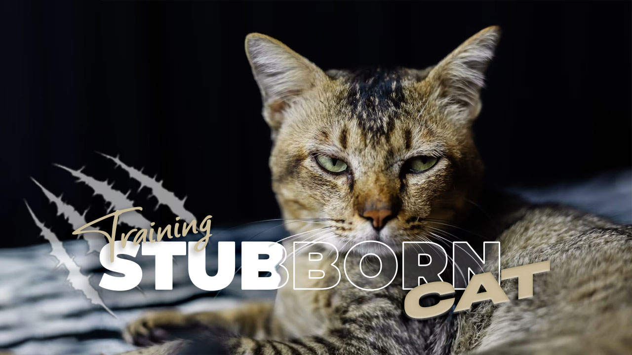 Tips and Tricks for Training A Stubborn Cat