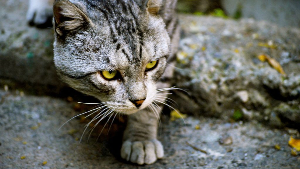 Understand Your Cat's Personality- Stubborn Cat
